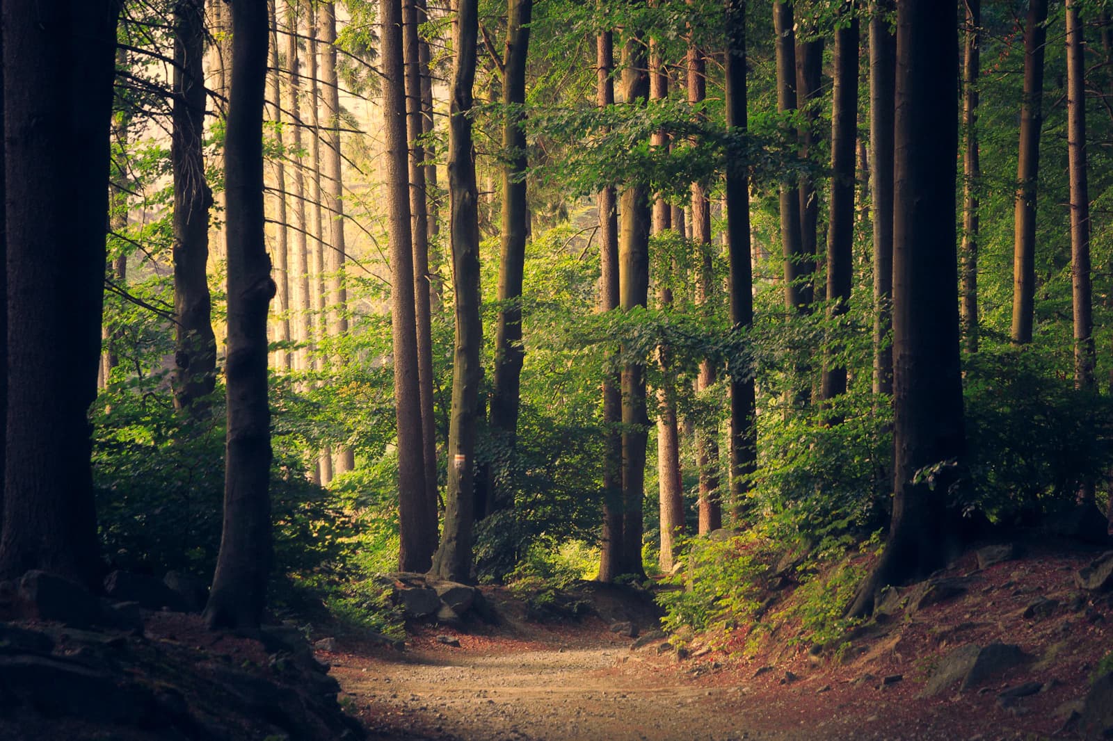 Ein sonniger Weg durch den Wald